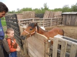 Fermă de păuni la Dudeştii Noi