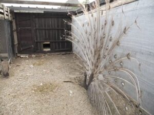 Fermă de păuni la Dudeştii Noi