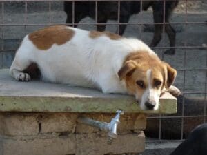 Primăria Municipiului Timişoara ia măsuri pentru reducerea numărului de câini fără stăpân 1