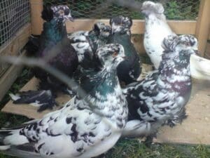 Expoziţie de porumbei şi păsări de curte la Timişoara